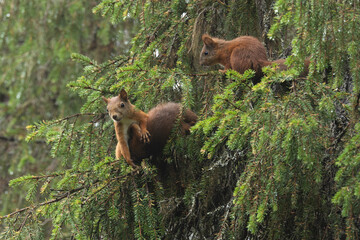 A Red swuirrel family and a mother feeding its baby on an autumn day in Oulanka National Park, Northern Finland