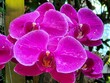 Phalaenopsis Amabilis, lila Orchidee Blüten im Garten, Close Up