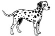 dalmatian vector illustration
