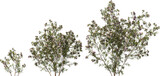 Fototapeta Las - flower australian waxflower shrub hq arch viz cutout plants