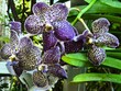 Vanda Coerulea, lila Orchidee Blüte im Garten