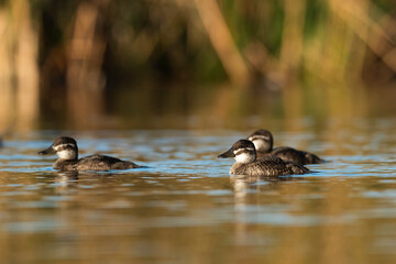 Wall Mural -  Lake Duck in Pampas Lagoon environment, La Pampa Province, Patagonia , Argentina.