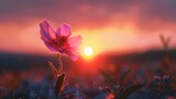 Fototapeta Uliczki - A flower is in the middle of a field with sun setting, AI