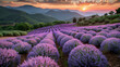 Lavendelfeld bei Sonnenuntergang, violette Lavendelbüsche am Hang in Berglandschaft, Außenaufnahme, Landschaftsaufnahme