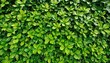 Small green leaves texture background with beautiful pattern. Clean environment. 