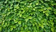 Small green leaves texture background with beautiful pattern. Clean environment. 