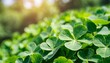 green clover leaf isolated on blur background with leaved shamrocks st patrick s day holiday symbol lucky green clover and nature background