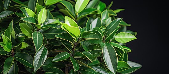 Wall Mural - A close up of a terrestrial plant with green leaves from the rose order, set against a black background. The plant may belong to the hemp family, a herb or a flowering plant