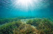 Sunlight underwater sea through water surface with seagrass on a shallow seabed, Mediterranean, Spain