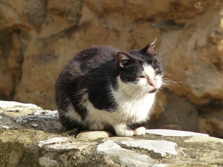 Canvas Print - Chat posé sur un mur