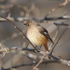 Wall Mural - daurian redstart in a field