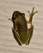 American Green Tree Frog (Dryophytes cinereus) or Hyla Cinerea hunting for insects on a wall exterior in a residential area of Houston, TX USA.