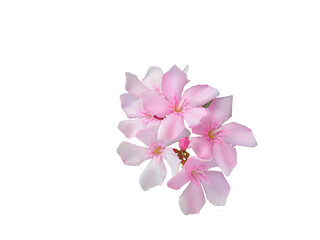 Sticker - beautiful pink oleander also known in india as karen or karan spring flower texture design for nature,religious,art,card,web concept,cut out in transparent background,png format