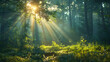 © Michael - Sunbeams shining through the branches of a lush green forest, illuminating the mist and forest floor