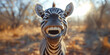 Smiling zebra looking at camera close up