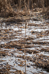 Poster - Reed seed spores by the pond.