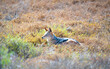 Male black-backed jackal in Addo Elephant National Park, South Africa 