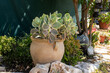 © Inna Reznik/Stocksy - Fresh Green Beauty. Big Succulent in Clay Pot