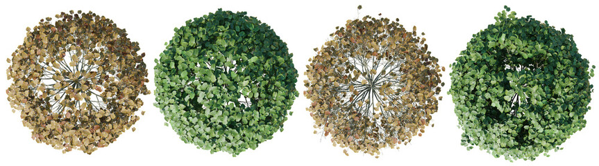 Poster - top view tilia green globe tree isolated on transparent background 3d png