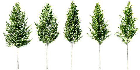 Poster - tilia platyphyllos tree isolated on transparent background 3d png