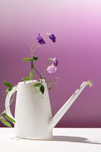 White Watering Can With Pea Flowers On A Lilac Background