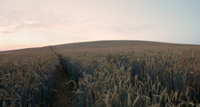 Wheat Field Sunset Summer Nature