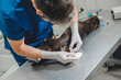 © Daniel Gonzalez/Stocksy - Unrecognizable man veterinarian attending sick dog