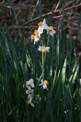 Wall Mural - Narcissus flowers. Amaryllidaceae perennial Poisonous plant. It produces white or yellow flowers from winter to spring.
