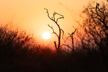Sunset Or Sunrise In Dry Nature, Africa