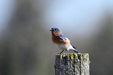 Wall Mural - A bright colorful vibrant blue male Eastern Bluebird sits perched on a fence post singing