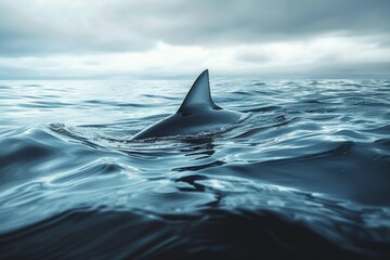 Wall Mural - A shark is swimming in the ocean with its tail sticking out of the water