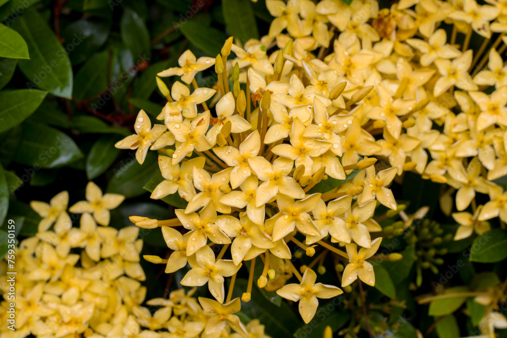 Chetti Flower Ixora Coccinea is a species of flowering plant in the family Rubiaceae ...
