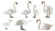 White Swan Collection, Portrait, Swimming And Standing, Isolated On A White Background, Animal Bundle
