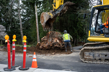 Large stump removal as part of road paving project, large excavator with jawbone bucket and operator in cab and workman pointing out cut in stump
