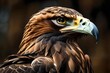 Beautiful Eagle. Golden eagle head detail. Aquila chrysaetos