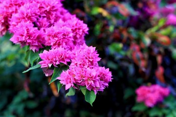 Beautiful blooming pink Bougainvillea in the garde