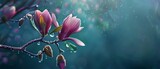 A spring pink and purple magnolia blossom flower branch, magnolia tree blossoms in springtime. tender pink flowers bathing in sunlight. warm april weather There are dew drops in the morning.