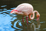 Fototapeta Sawanna - Pink flamingo feeding