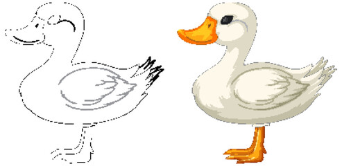 Wall Mural - Two stages of duck drawing, sketch and colored