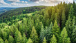 Aerial view of lush green forest with spruce, fir, and pine trees, evoking tranquility and vitality