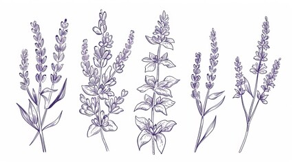 Wall Mural - Lavanda, French flower sketch. Outlined contoured drawing of lavendar stem. Flowering herbs, lavendar, lavandula. Botanic hand-drawn modern illustration on white background.