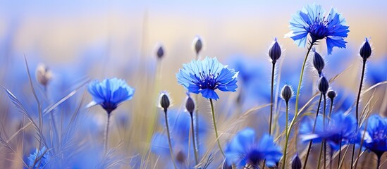 Wall Mural - A meadow filled with vibrant purple flowers, swaying in the breeze under the blue sky. An enchanting natural landscape of herbaceous plants in full bloom