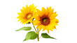 © tota - 黄色いひまわりの花の背景切り抜き、夏イメージ素材
