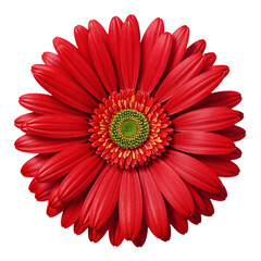 Wall Mural - Red gerber daisy flower