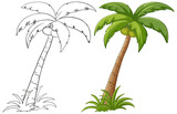 Fototapeta Łazienka - Two stages of palm tree illustration, black and white and colored.