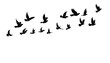 © Sone - dove birds or pigeons group flight silhouette horizontal  vector illustration on white background