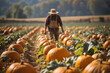 A farmer working in pumpkin patch field