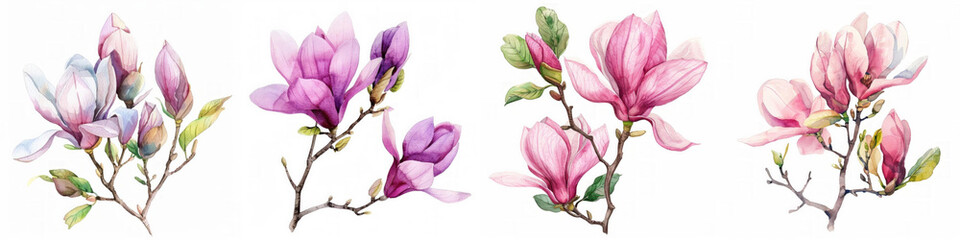 Wall Mural - Set of four delicate watercolor magnolia branches isolated on white background, suitable for spring-themed designs and invitations with space for text