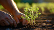 © Raffaza - Planting seeds