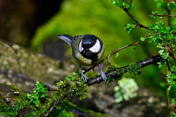 Canvas Print - Kohlmeise // Great tit (Parus major)